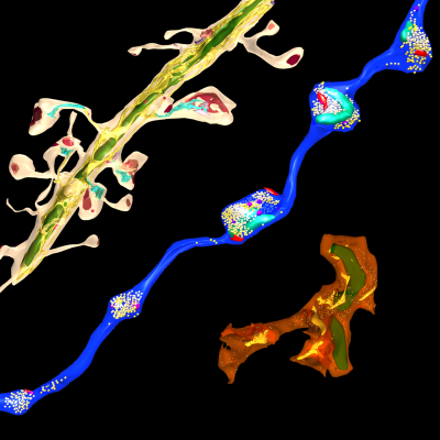 dendrite axon thickness dendrite axon thickness